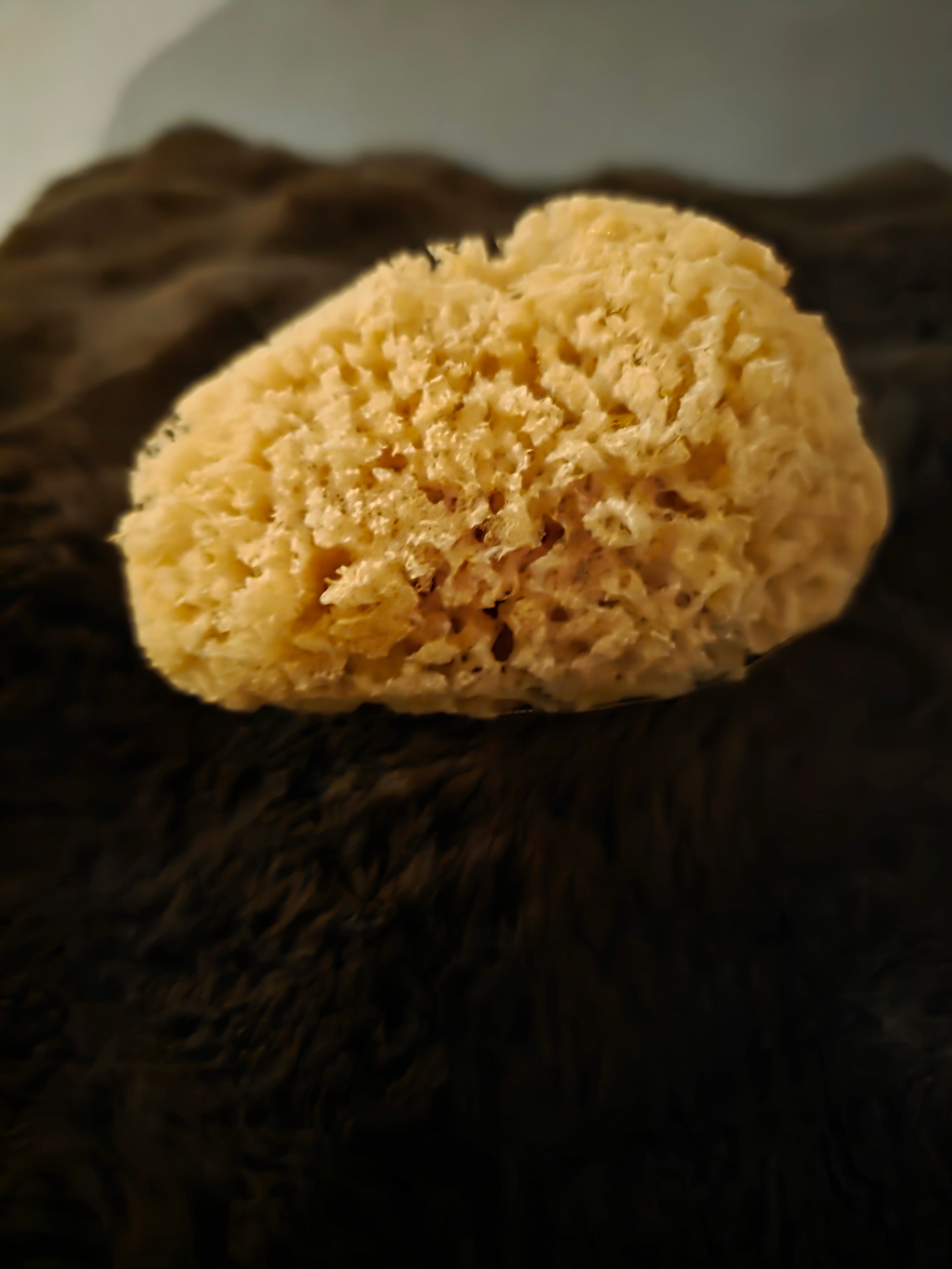 Dead Sea Sponge